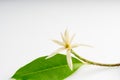 White Champak gree leaf. Michelia alba DC., Magnolia Ãâ alba, Magnolia montana